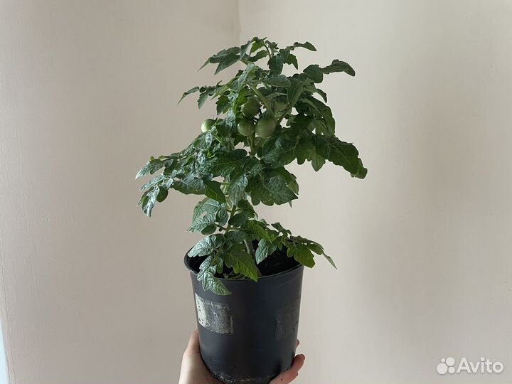 Балконные помидоры черри красные и желтые