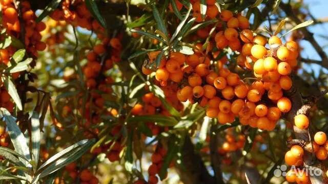 Облепиха саженцы
