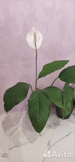 Спатифиллум