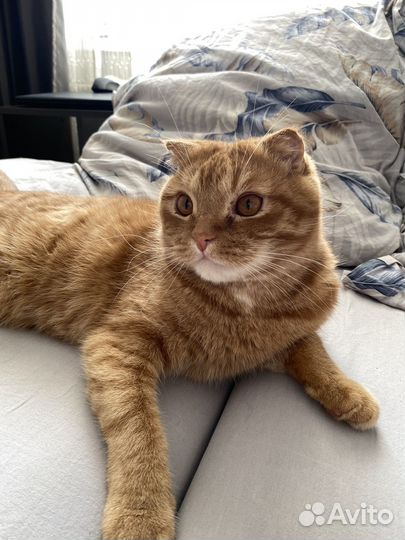 Кот