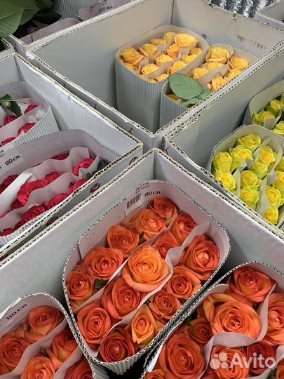 Розы, букет 51 роза, 101 роза