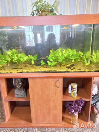 Аквариум