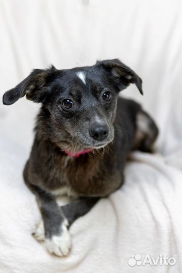 Собака девочка Наоми