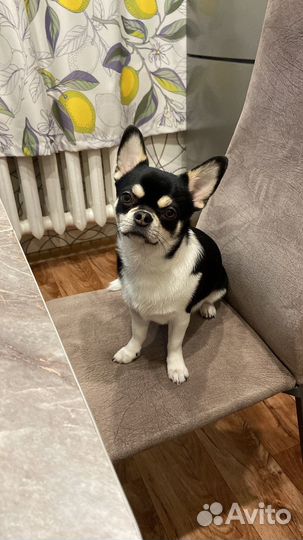 Вязка кобель чихуахуа