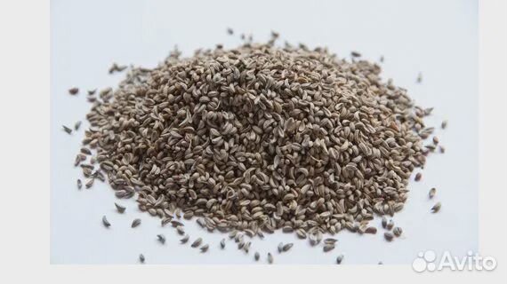 Семена петрушки сорт 90-х годов