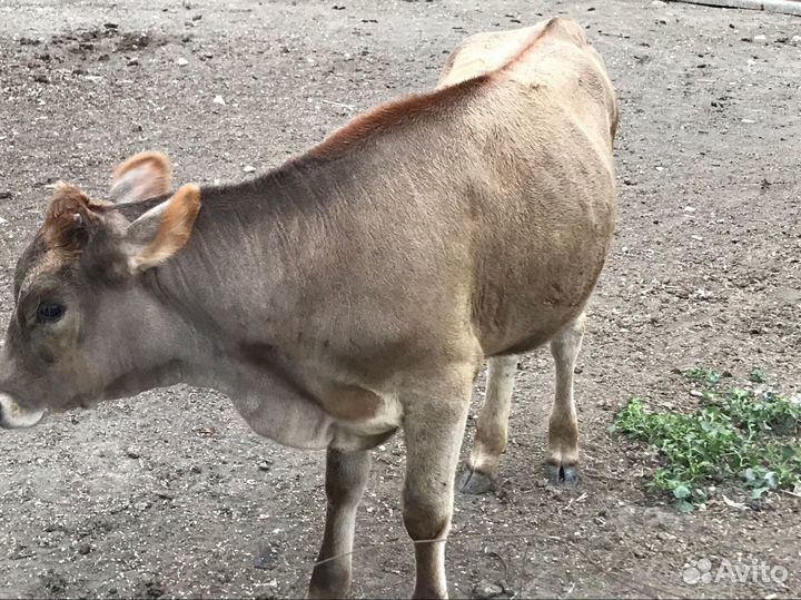 Корова и телята