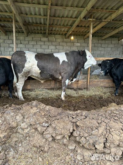 Бычки мясной породы 2 г