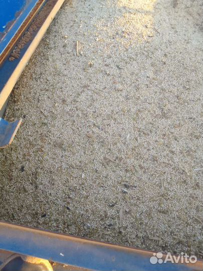 Просо белое