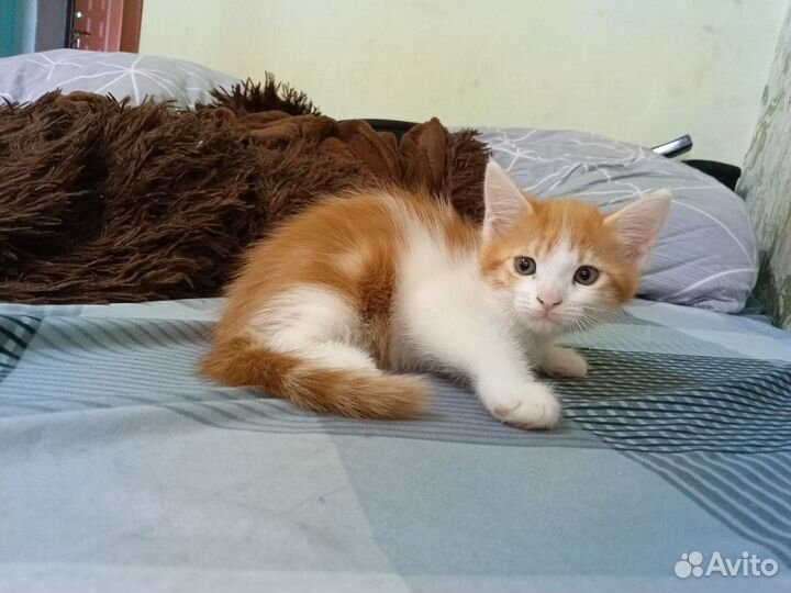 Продаю котят