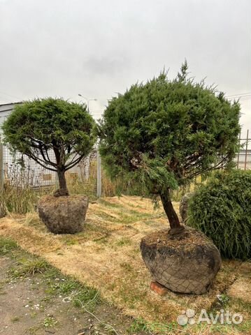 Можжевельник формированный виргинский