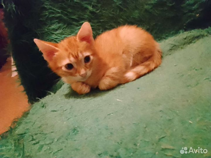 Мальчики -котята (5) ищут заботу и добро