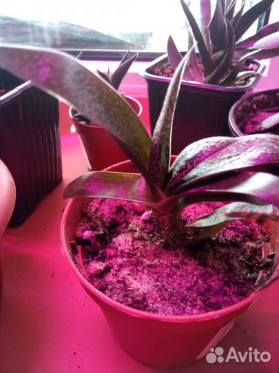 Суккуленты