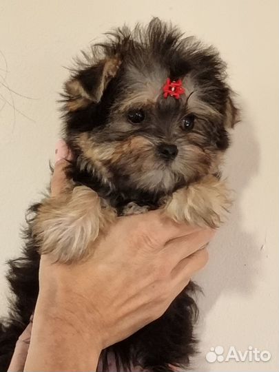 Мини йорк девочка