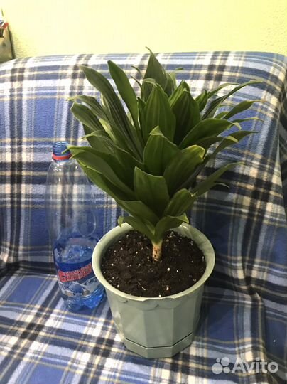 Пальма драцена цветы