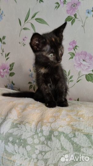 Котята в добрые руки бесплатно