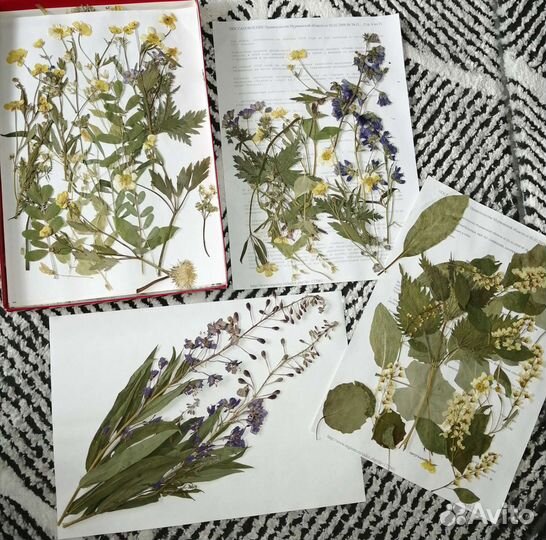 Гербарий, сухоцветы (плоские)