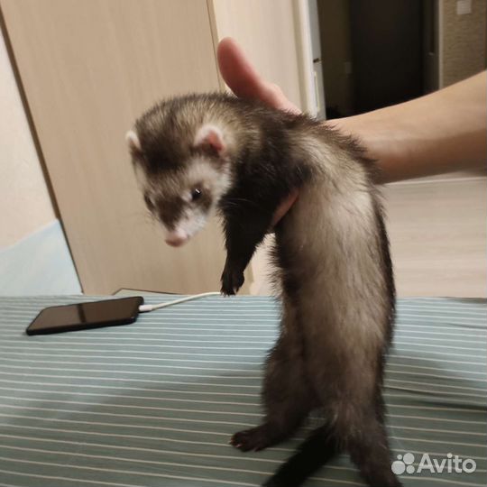 Домашний хорек