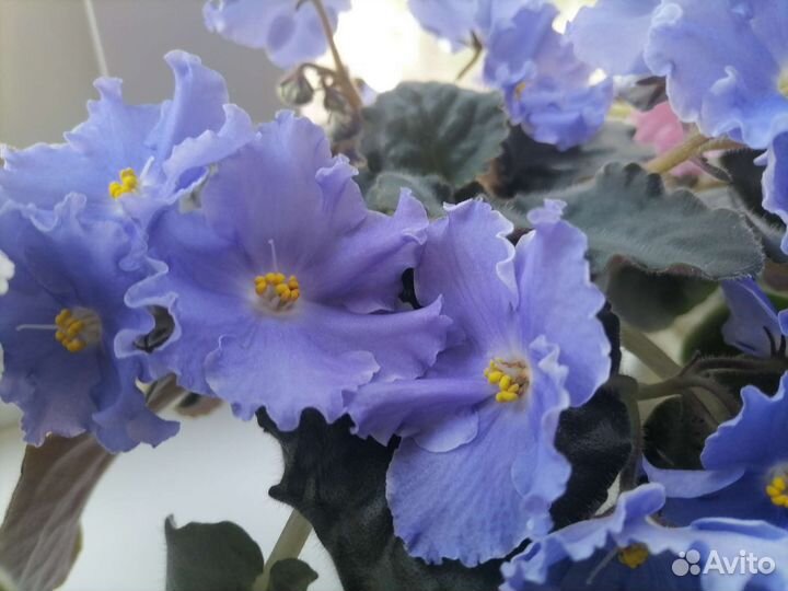 Сортовые фиалки