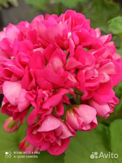 Герань пеларгония