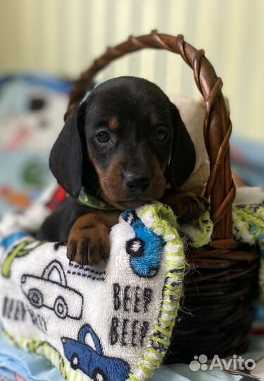 Щенки таксы