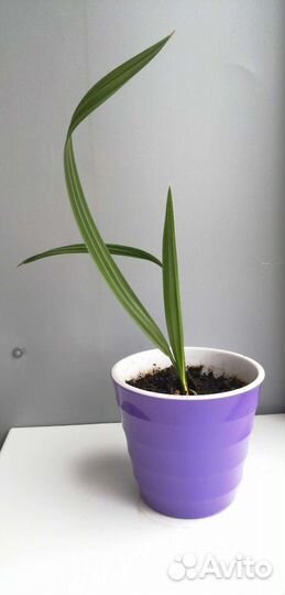 Финиковая пальма