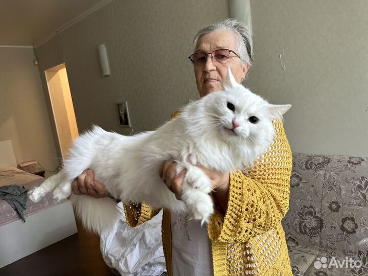 Кошка в добрые руки