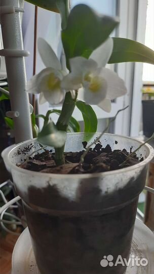 Дендробиум