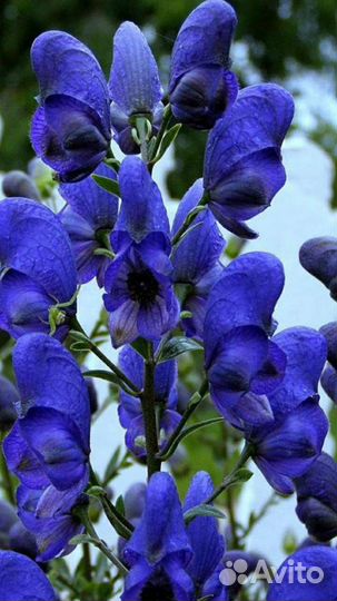 Аконит большой куст
