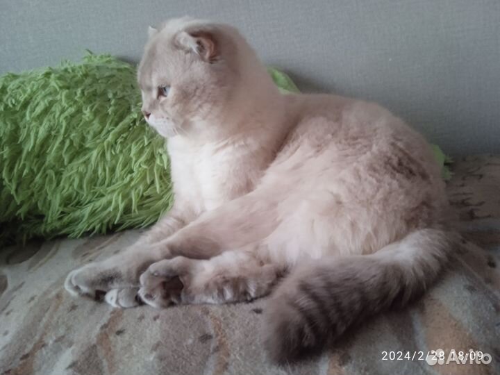 Шотландский кот вязка