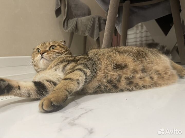 Шатланский вислоухая кошечка вязка