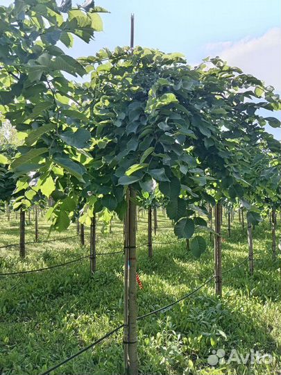 Вяз Кампердауни