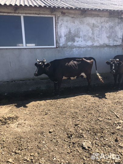 Корова стельная дойная, телят(бички)