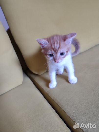 Два котика: чёрно-белый и рыжий