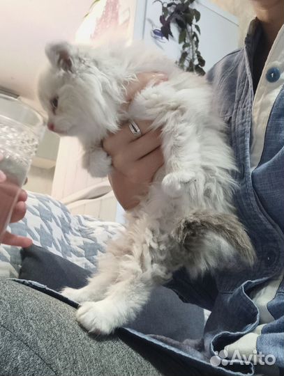 Котенок сиамский