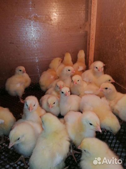 Цыплята бройлеры росс 308