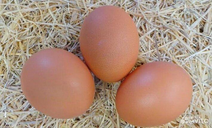 Суточные цыплята несушки Ломан Браун