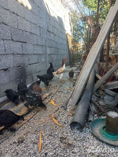 Бойцовые куры