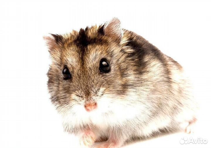 Хомяк Джунгарский обычный