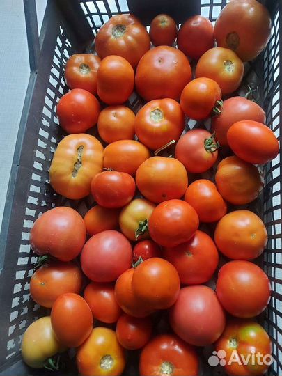 Огурцы и помидоры домашние