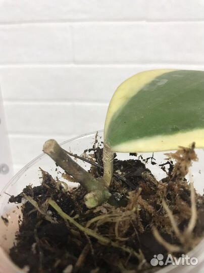 Хойя kerry вариегатная