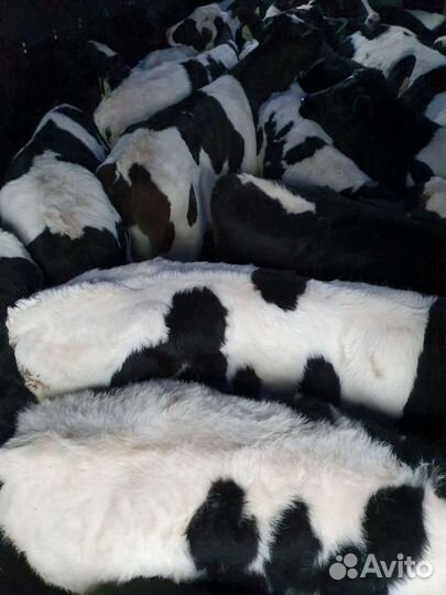 Бычки телята