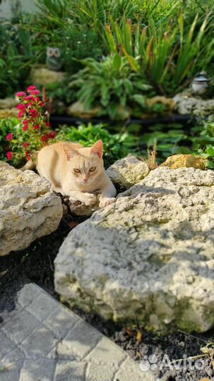 Симба ищет дом