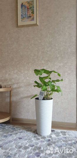 Редкий цветок, напольный в высоком горшке