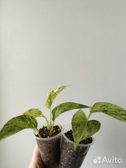 Сциндапсус /эпипремнум