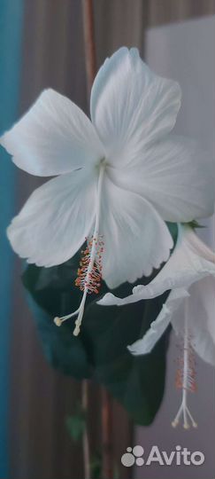 Гибискусы сортовые