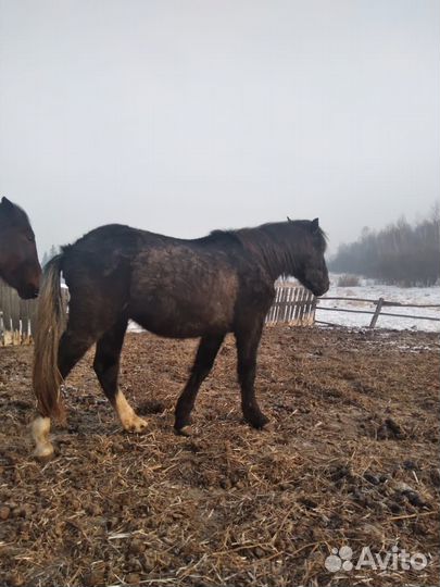 Продам жеребца