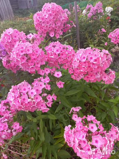 Флоксы сортовые