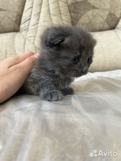 Котята веслоухие