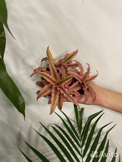 Криптантус