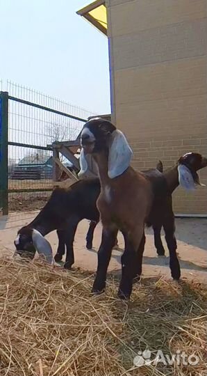 Англо нубийский козлик